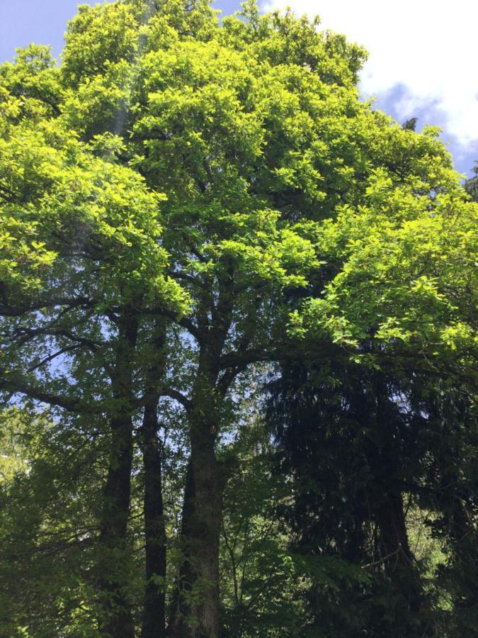 Ecocamping D Hacadour Luxuszelt *