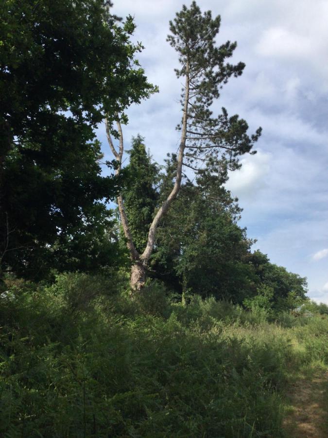 Luxuszelt Ecocamping D Hacadour Mellionnec