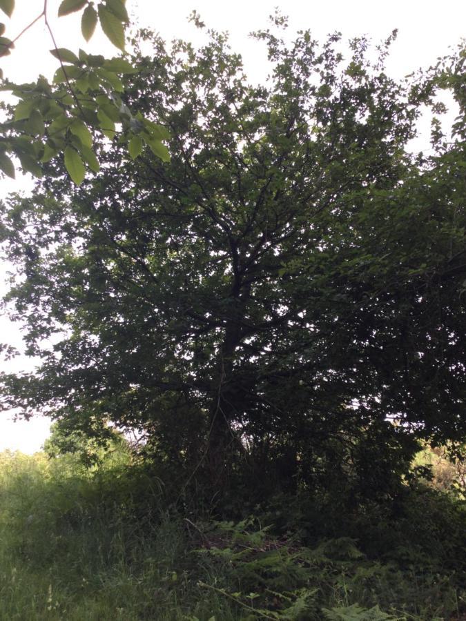 Tente de luxe Ecocamping D Hacadour